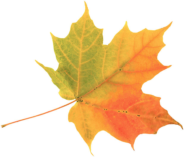 Get More Attention with a Seasonal Contest!